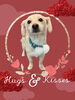 「Dog salon mofu mofu　余市町」