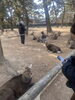 奈良公園です。鹿、鹿、鹿　夜はどこで寝るのかな？「群馬県公安委員会届出済み。あなたのお悩み事必ず解決致します。ご連絡お待ちしています。」