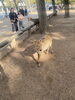 奈良公園　鹿　自然に鹿でした。「1995年の創業から育んだ確かな探偵力で必ず「あなた」の抱えたお悩みを解決致します。無理な営業は一切致しません。ご安心下さい。」