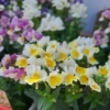 春のお花はいかがでしょう？