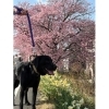 桜とワンコ「桜を見に行ってきました～」