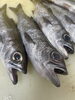 市場直送！新鮮鮮魚のお造り「黒ムツ！入荷」
