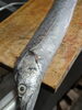 「【魚も酒も自ら厳選する瑞江の小料理屋】」