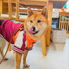 うめちゃん「今日のお友達」