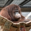 オランウータン🦧「ジェニファー」の一般公開を開始します