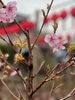 河津桜「本日の境内の様子です」