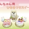 わんちゃん用ひなまつりケーキのご案内♪