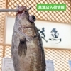 草津店入荷情報！ 鹿児島県から高級魚【アラ】入荷✨️