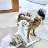 予防接種が終わったパピーへ｜新潟市の犬の保育園でお友達デビューしませんか？ハッピーテイル♪