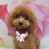 トイプードルのポムくん♪ 花柄背景で春色ハートコーデフォト！