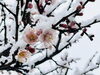 「雪のなかで咲く花から感じた季節の移ろい」