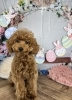 うちの子にぴったりの健康な子犬「子犬をお探しの方へ♪春のイースターショット」