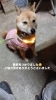 「無事飼い主様の元に」