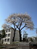 桜の木「卒業式＆入学式シーズン到来！！☆青梅市河辺駅徒歩5分☆「nico pal hair salon」」