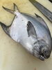 本日の新鮮！厳選魚介ございます「マナカツオ」