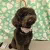 ハサミカット【どっぐさろんあきゅ　京都市南区上鳥羽　小型犬専門　トリミング　ペットサロン】