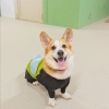 今日のお友達