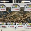 【🦀入荷速報】「幻の間人蟹」がまたもや勢揃いしました！