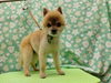 愛犬が心安らぐ空間でケア”「シニア犬のシャワータイム【どっぐさろんあきゅ　京都市南区上鳥羽　小型犬専門　トリミング　ペットサロン】」