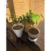 植物「お榊とウンベラータ」