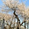 北本市の桜の名所を巡ろう【タクシーで快適なお花見を】