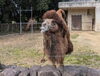 ブライアンの口の泡「季節限定！フタコブラクダ🐫の様子」