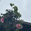 雨やくもりの日に。発酵みそ汁とアクセスバーズでお昼からふんわり整える