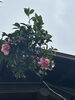 心癒される, 静かな空間でくつろぐ「雨やくもりの日に。発酵みそ汁とアクセスバーズでお昼からふんわり整える」