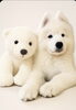 サモエド❤️🐻‍❄️「キャンセル規定のご案内」