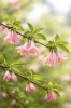 ウグイスカズラ「🌸 今日のはな｜ウグイスカグラ」