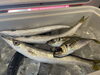とれたて新鮮の魚が届きました！「旬のアジとふきのとう入荷しました！数量限定です」
