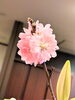 「Birthdayの桜」