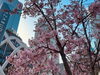 春の桜、心ときめく満開の光景。「【休日のランチ】」