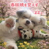 看板犬の小鉄「歓送迎会」