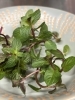 新鮮ハーブの香りに包まれる「ペパーミントのはたらきと楽しみ方🌿」