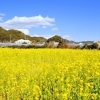 菜の花が咲いている2月の伊豆へ