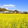 菜の花が咲いている2月の伊豆へ