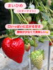 いちご「こひろファームNo. 1の甘さ！！スターナイト」