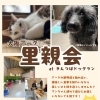 【3/22開催】大阪アークさんの保護犬・保護猫 里親会 in きんつばドッグラン