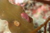 「水中マクロの世界へ！小さな生き物たちに会いに行きませんか？」