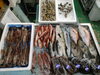 令和8年3月5日 店内「📣本日入荷のお魚情報🐟」