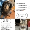 🐶🐱【犬猫一時預かり事業のご報告】✨