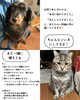 預かり中の1コマ「🐶🐱【犬猫一時預かり事業のご報告】✨」