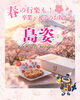 「春のお出かけのお供に、島姿🍪🌸」