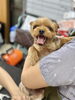 「【新潟市】カットだけじゃないトリミングサロン｜食事・しつけ・マッサージの相談もOK」