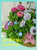 「寄せ植えワークショップ開催【春のお花を詰め込んだ華やかバスケット】新潟県村上市の園芸店g+f MOMO」