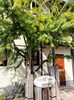 「お箸サイズだった苗木がこんなに立派に！シンボルツリーの「ミモザ」が咲き始めました🌳」