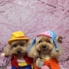 トイプードルのそらくん＆いちごちゃん♪ 桜背景で春色コーデツーショットフォト！