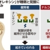 オレキシンとナルコレプシー――眠りと目覚めを支える脳内物質のお話