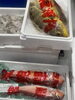 新鮮とれたて！今朝獲れの活〆鮮魚「本日の仕入れ：飯蛸・甘鯛・キアラ・ホタルイカ・生海苔のご紹介」